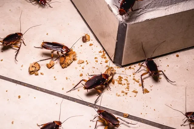 Service de désinsectisation professionnel - traitement contre tous insectes