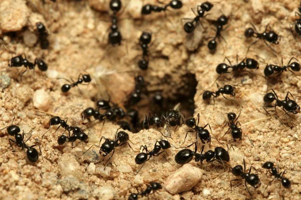 Fourmis en colonie