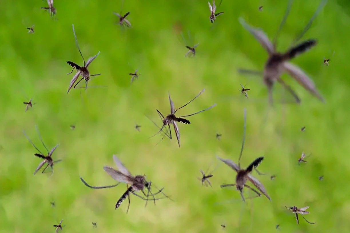 Moustiques : Comment Réagir en Cas d’Invasion ? Prévention, Identification et Traitement